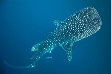 Whale Shark Wallpapers - Wallpaper Cave