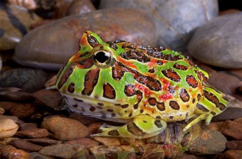 Ceratophrys ornata - Frogs & Co