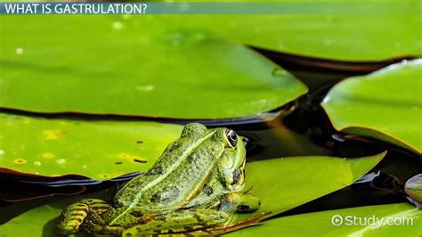 Gastrulation in Frogs | Definition, Layers & Steps - Lesson | Study.com