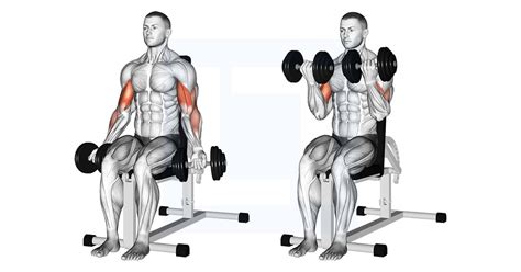 Dumbbell Seated Bicep Curl - Guide, Benefits, and Form