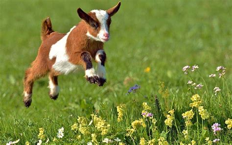 PsBattle: A happy, jumping baby goat : r/photoshopbattles