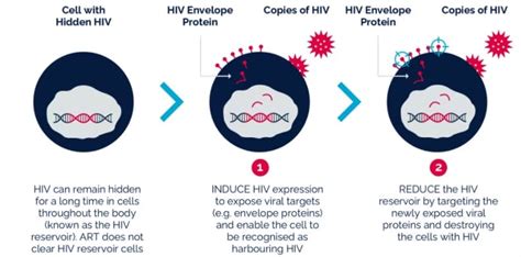 Is an HIV Cure Possible? The Future of HIV Therapy