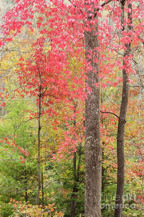 Autumn in Monongahela National Forest Photograph by Thomas R Fletcher ...