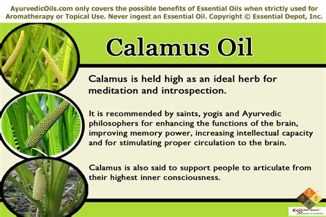 Possible skin issues of Calamus oil | Essential Oil