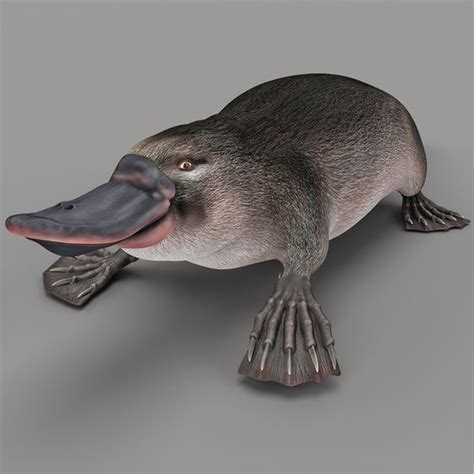 Pin on Platypus, Vogelbekdier