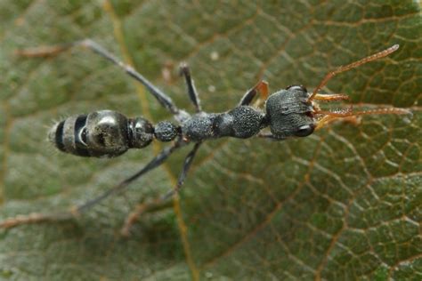 Jack jumper ants send more people to hospital in Tasmania than in rest of Australia - ABC News