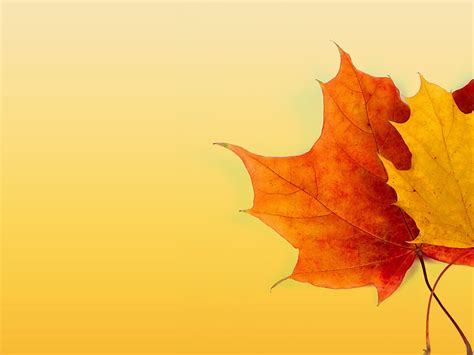 Fall Colors Background - WallpaperSafari