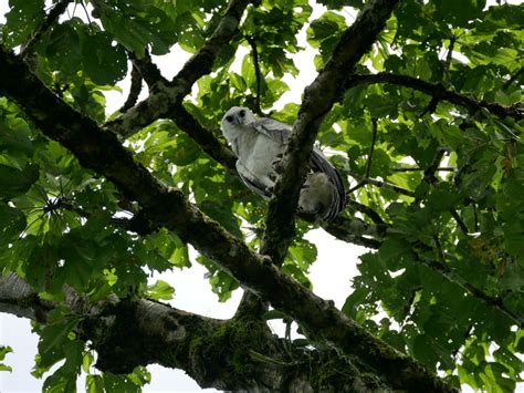 Bird of Extremes: The Harpy Eagle - Nature Observation