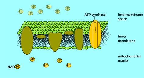 Electron Transport Chain Inputs and Outputs