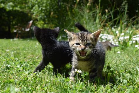 Kittens at Play | Adorable Kittens playing around and being … | Rob ...