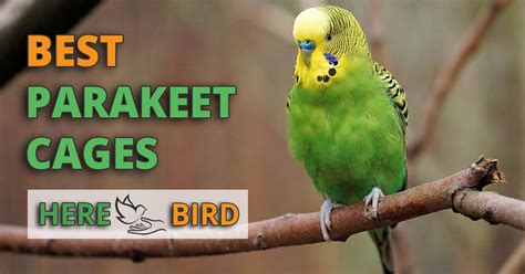 5 Best Parakeet Cages For Sale: Cage Setups, Sizes, Reviews