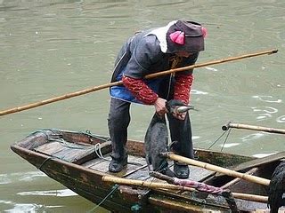 Traditional Cormorant Fishing in China