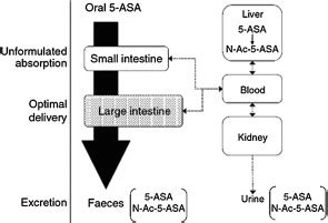 Clinical Pharmacology of 5-ASA Compounds in Inflammatory Bowel Disease ...