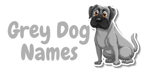 530+ Grey Dog Names Unique Interesting Cool & Stylish Ideas