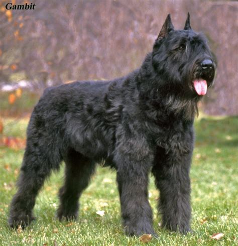 The dog in world: Bouvier des Flandres dogs