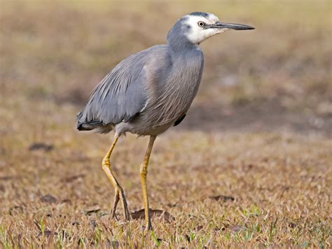 White-Faced Heron - Profile | Traits | Facts | Call | Diet | Breeding - BirdBaron