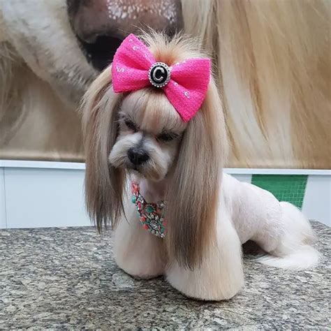 Top 10 Popular Shih Tzu Haircuts (30+ Pictures) | Page 8 of 10 | The Paws