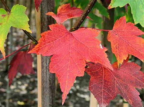 Rhode Island State Tree: Red Maple – Rhode Island Tree Council