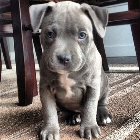 My Blue Nose Pitbull Puppy • /r/aww | Blue nose pitbull puppies, Pitbull puppies for sale ...