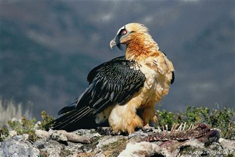 Lammergeyer vulture Archives - Tredynas Days