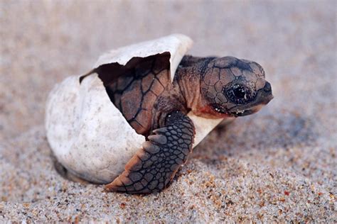 Baby Sea Turtles on the Beach - Beautiful Beaches Photo (43969486) - Fanpop