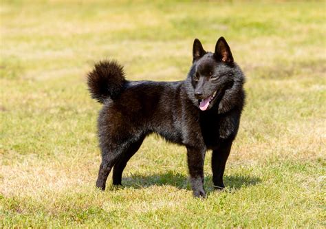 Find your Schipperke puppy for sale in North Carolina | Puppies.com