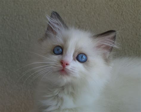 Ragdoll Kitten Seal Bicolor www.purrfectkittens.biz | Ragdoll kitten, Ragdoll cat breeders, Cat ...