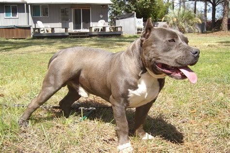 American Bully Wallpapers | Fun Animals Wiki, Videos, Pictures, Stories