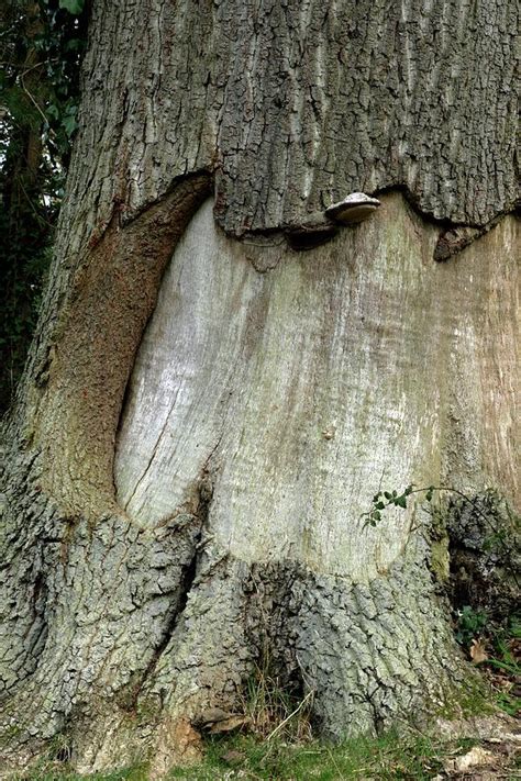 Bark Damage To An Oak Tree Photograph by Chris B Stock/science Photo Library - Fine Art America