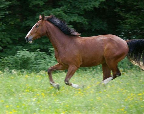 5 Types of Horse Gaits & How Horses Move (with Chart) | Pet Keen