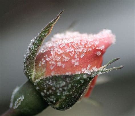 Winterizing Roses « Minnesota Rose Society