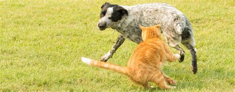 A Dog Chasing After A Cat