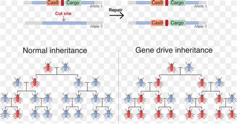 Gene Drive Genetic Engineering CRISPR Genetics, PNG, 1200x630px, Gene ...