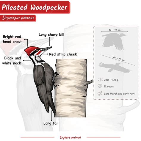 Premium Vector | Anatomy of a Pileated woodpecker