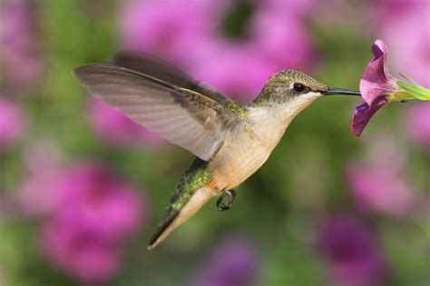 5 Tips To Attract Hummingbirds - Off The Grid News