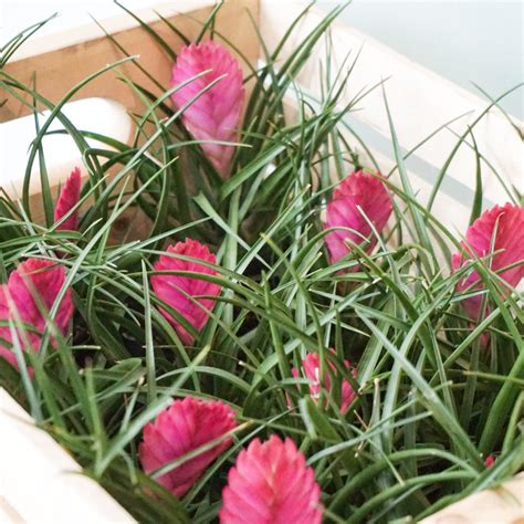 Pink Quill (Tillandsia Cyanea)