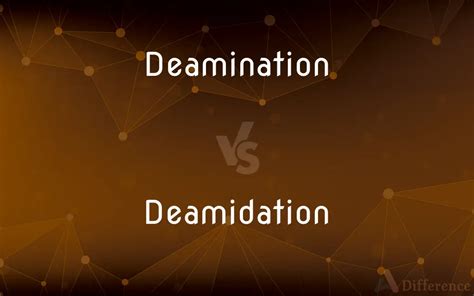 Deamination vs. Deamidation — What’s the Difference?