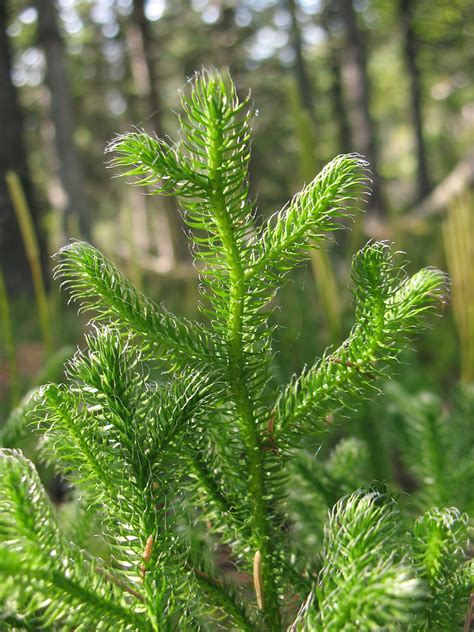 Lycopodium clavatum (common clubmoss, running clubmoss): Go Botany