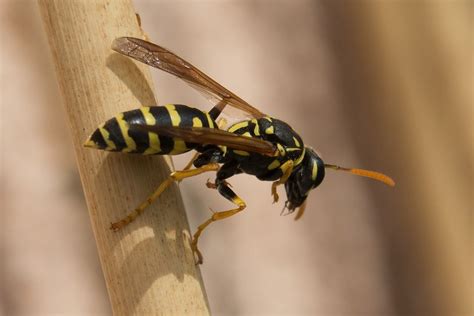 Comment éloigner les guêpes efficacement | Wasp stings, Bee and wasp stings, Stink bugs