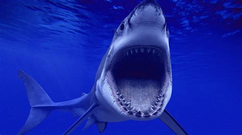 3D Shark Wallpapers - Top Free 3D Shark Backgrounds - WallpaperAccess