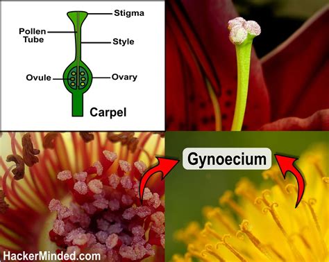 Gynoecium | Parts of a flower, Botany, Ovaries