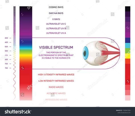 Prism Light Spectrum Infographics Vertical Color: Vector có sẵn (miễn ...