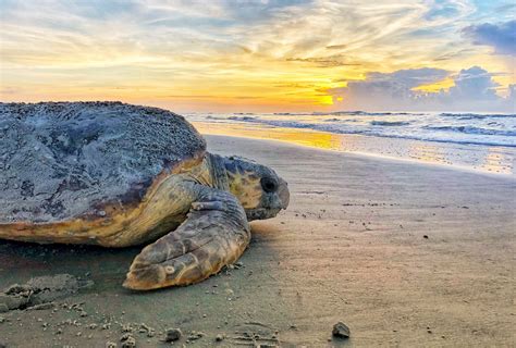 Sea Turtles Nesting | The North State Journal