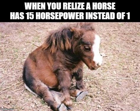 Sad horsey fat horsey - Imgflip