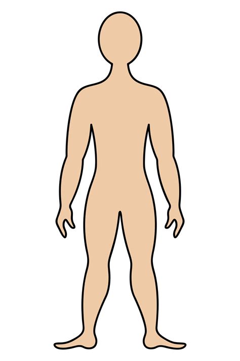 The human body. Color vector illustration. Muscular man in full growth. Unknown person. Isolated ...