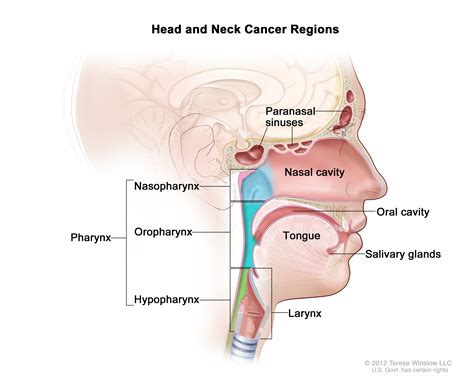 Understanding Head and Neck Cancer | Knight Cancer Institute | OHSU