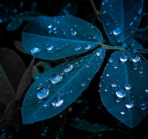 Dew drops on a plant leaves - PixaHive