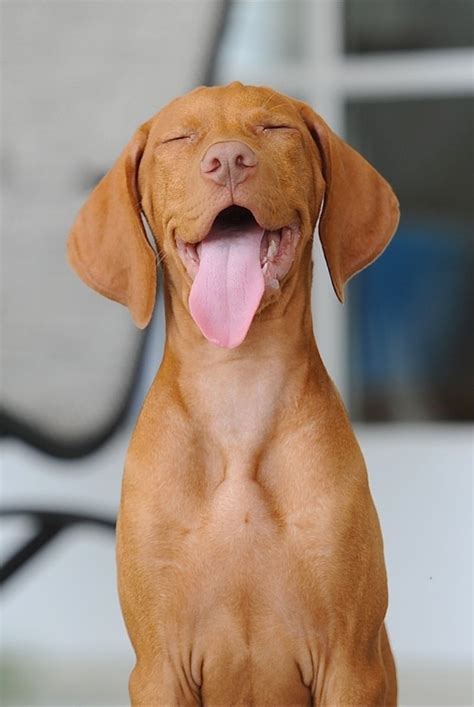 un peu d'humour.... | Vizsla, Vizsla dogs, Puppies