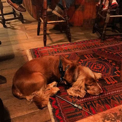 The Copper Dog in @copperdogpub #copperdog #bestdogontheplanet #mylove ...