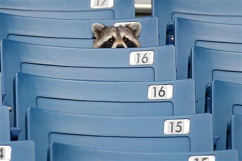 Raccoon watches Yankees spring-training workouts